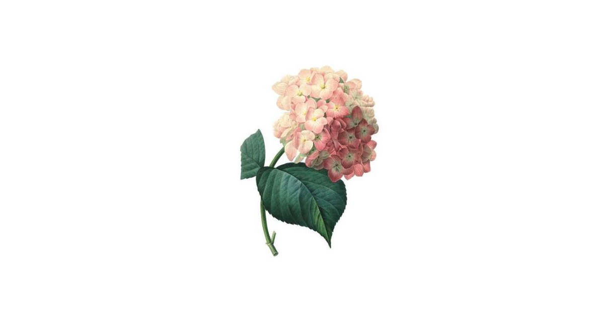 Instant Wall Art Vibrant Botanical Prints- 45 Ready-to-Frame Illustrations for Your Home Decor by Adams Media Corporation
