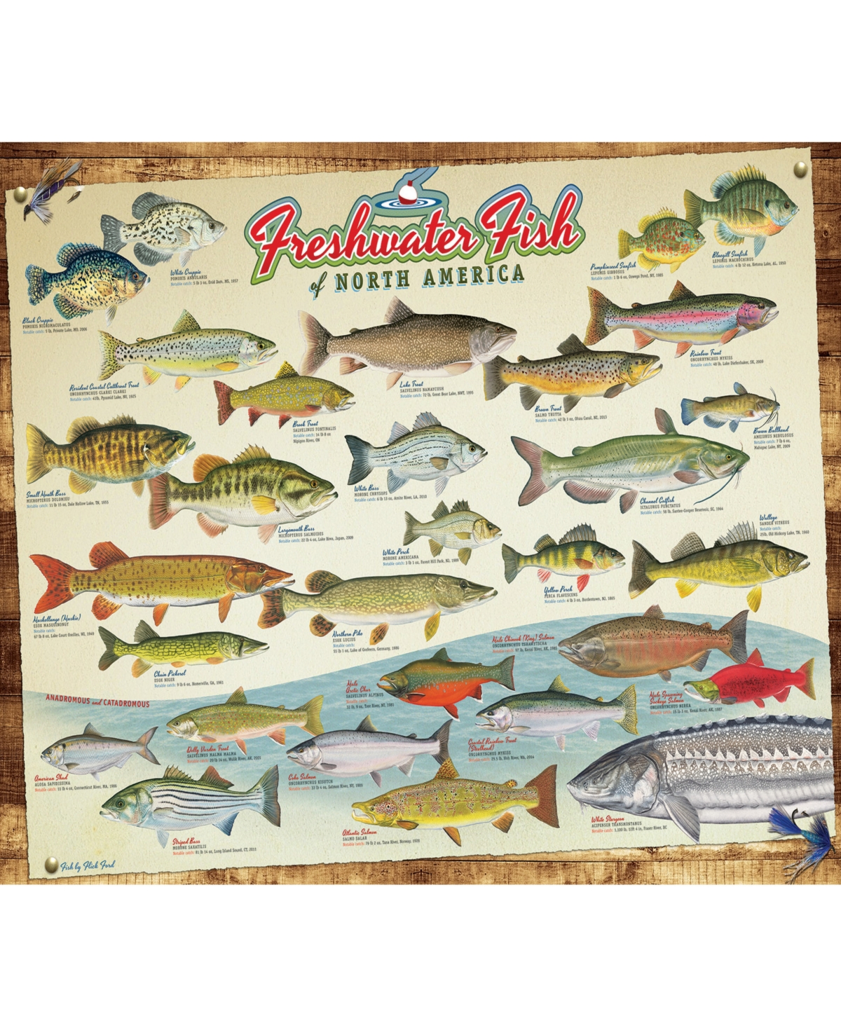 Cobble Hill - Freshwater Fish Of North America Puzzle In Multi