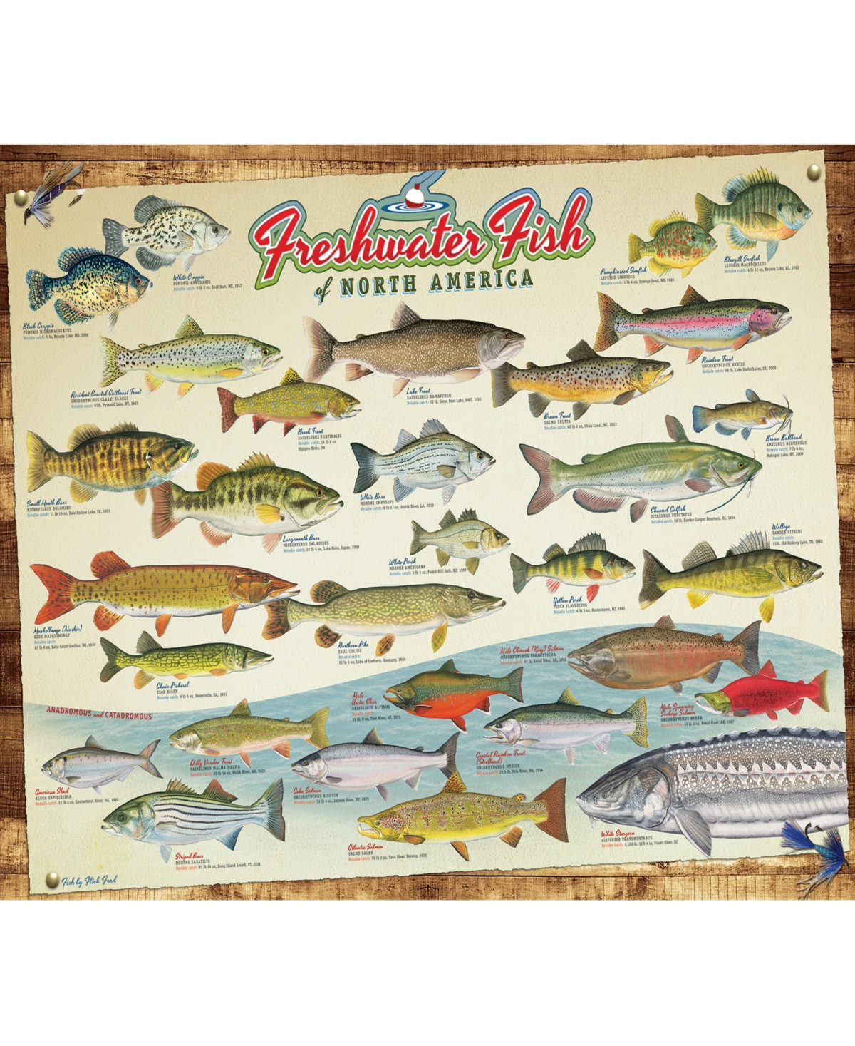 Shop Cobble Hill - Freshwater Fish Of North America Puzzle In Multi