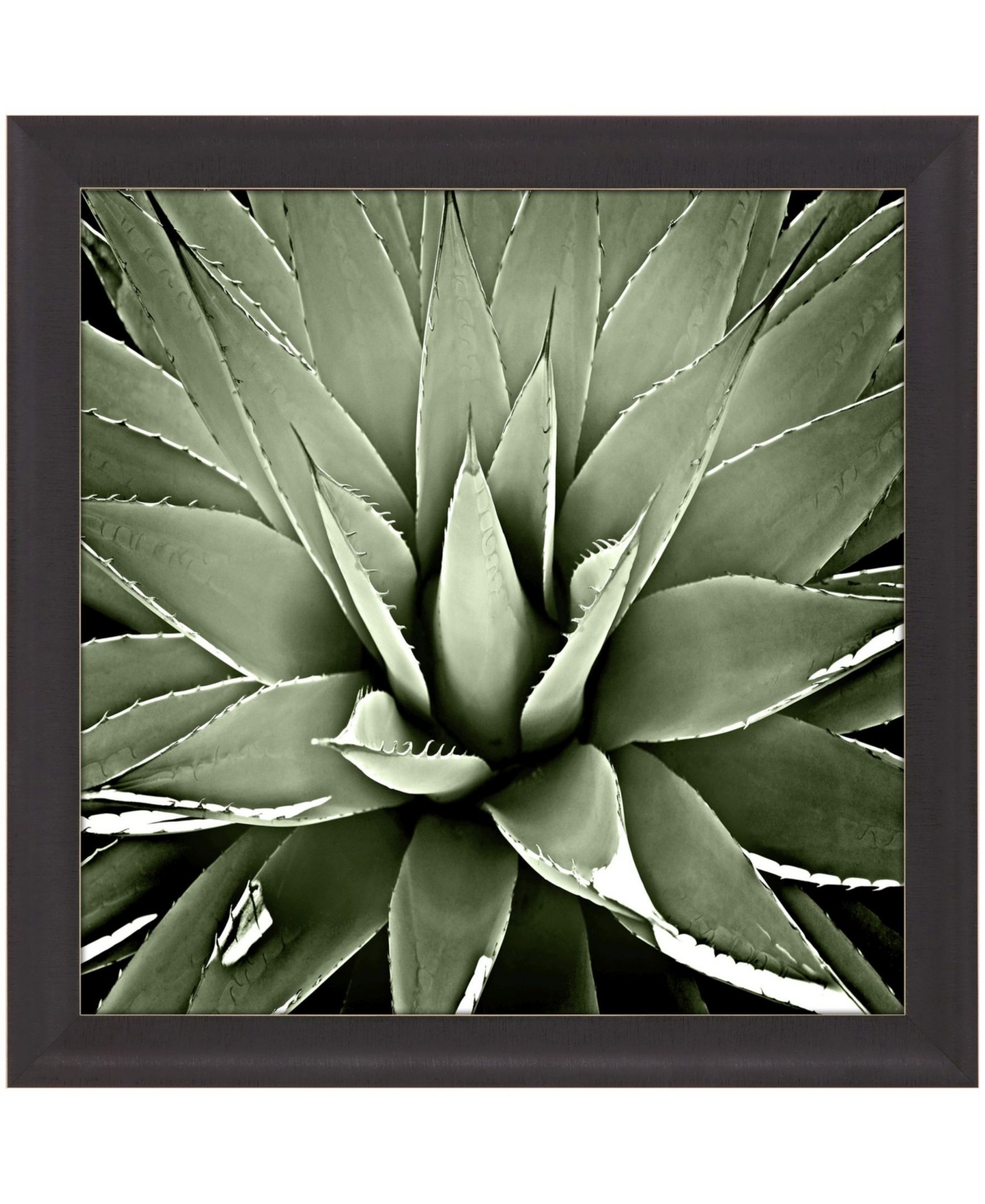Paragon Picture Gallery Green Succulent Iii Framed Art