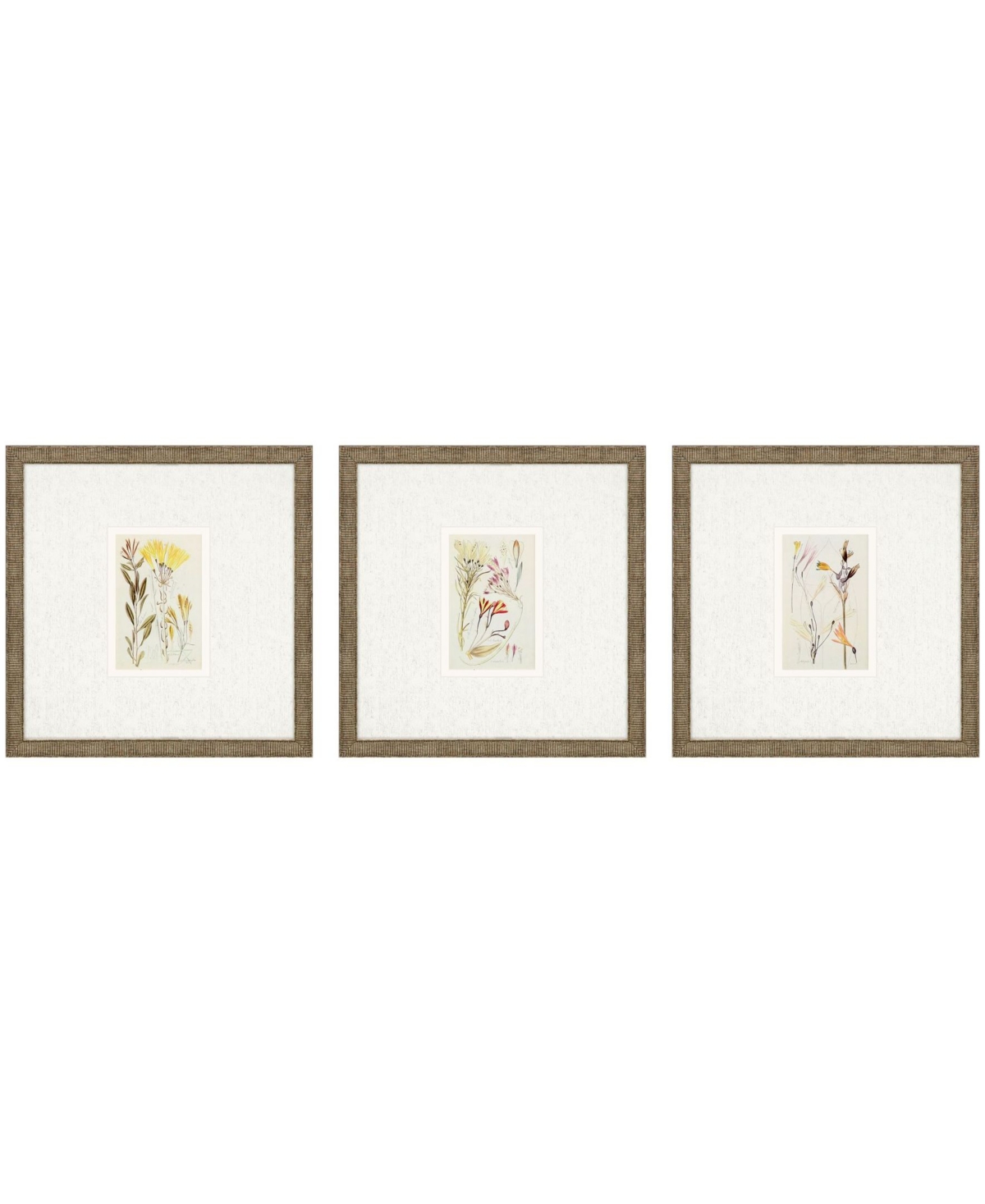 Paragon Picture Gallery Antique-like Botanical Ii Framed Art, Set Of 3 In Green