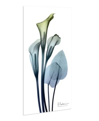"CaLIa LIly" Frameless Free Floating Tempered Glass Panel Graphic Wall Art, 48" x 24" x 0.2"