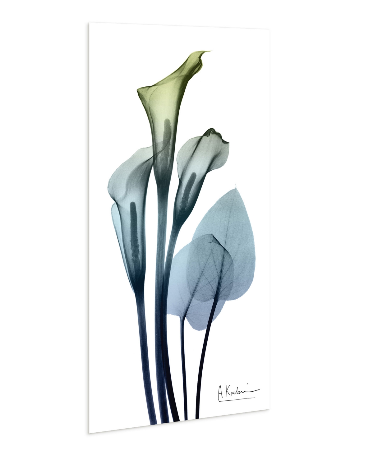 EMPIRE ART DIRECT "CALIA LILY" FRAMELESS FREE FLOATING TEMPERED GLASS PANEL GRAPHIC WALL ART, 48" X 24" X 0.2" 
