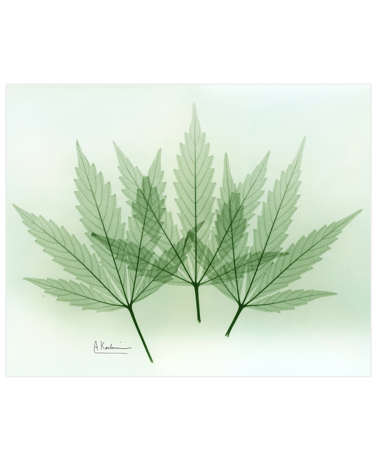 Empire Art Direct "green Flower" Frameless Free Floating Tempered Glass Panel Graphic Wall Art, 16" X 20" X 0.2"