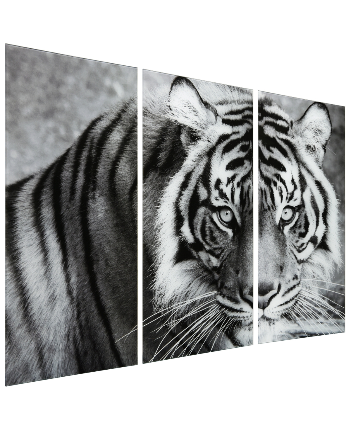 EMPIRE ART DIRECT "TIGER ABC" FRAMELESS FREE FLOATING TEMPERED GLASS PANEL GRAPHIC WALL ART SET OF 3, 72" X 36" X 0.2" 