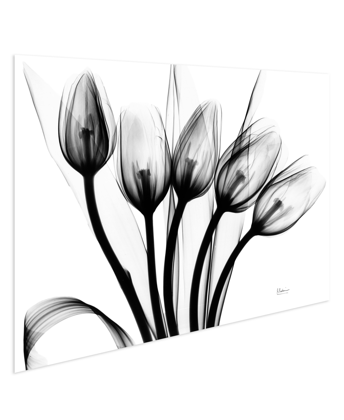 EMPIRE ART DIRECT "MARCHING TULIPS" FRAMELESS FREE FLOATING TEMPERED GLASS PANEL GRAPHIC WALL ART, 32" X 48" X 0.2" 