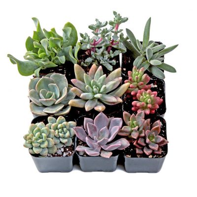 Mountain Crest Gardens