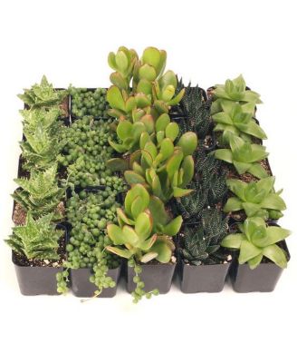 Mountain Crest Gardens MCG Easy Indoors 25 Bulk Succulents - 5 Types w ...