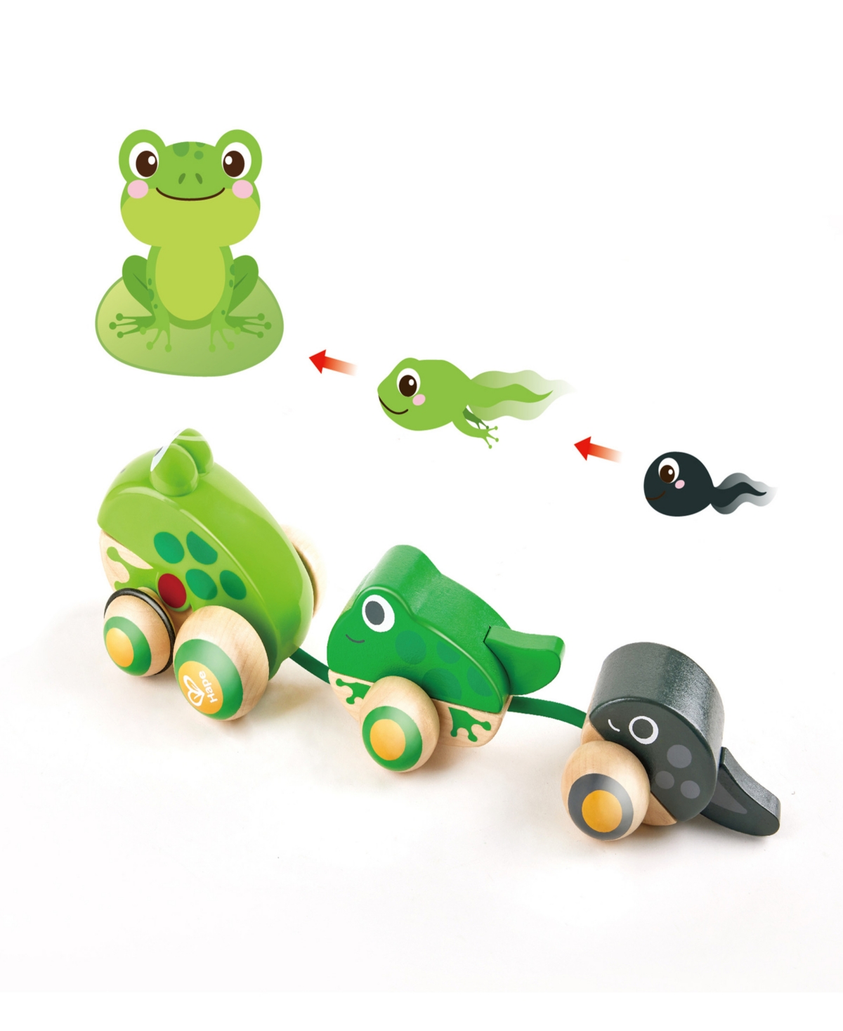 Shop Hape Pull-along Frog Family Toddler Toy In Multi
