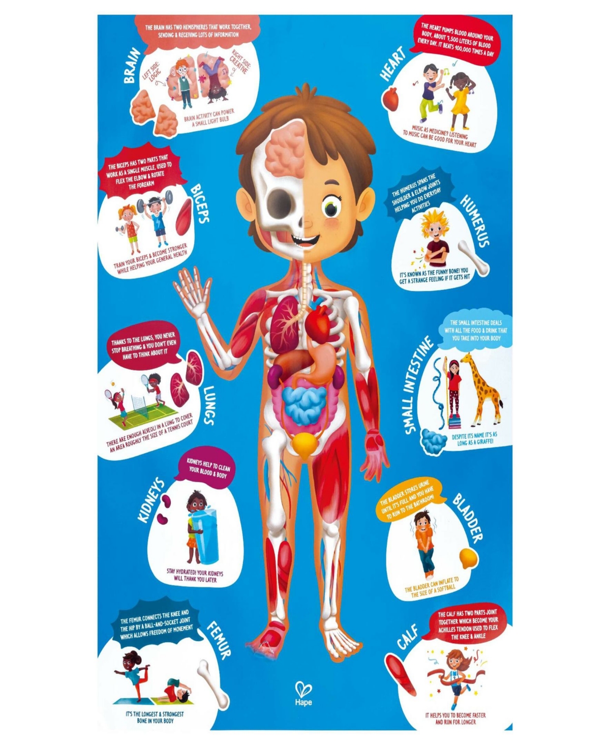 Shop Hape Wooden Human Body Puzzle, 60 Pieces In Multi