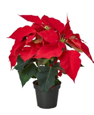 House Plant Shop