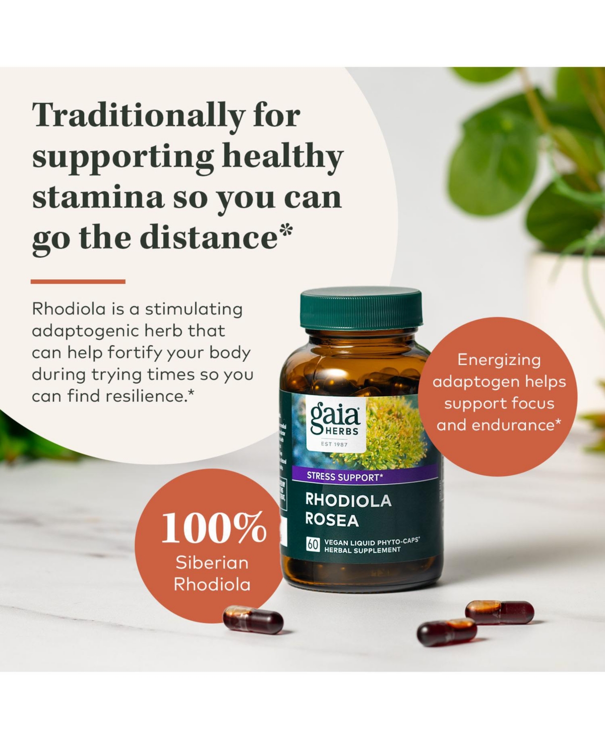 Gaia Herbs Rhodiola Rosea - Stress Support Supplement Traditionally for Supporting Healthy Stamina and Endurance