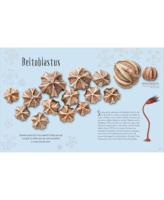 Dinosaurs and Other Prehistoric Life by Anusuya Chinsamy-Turan