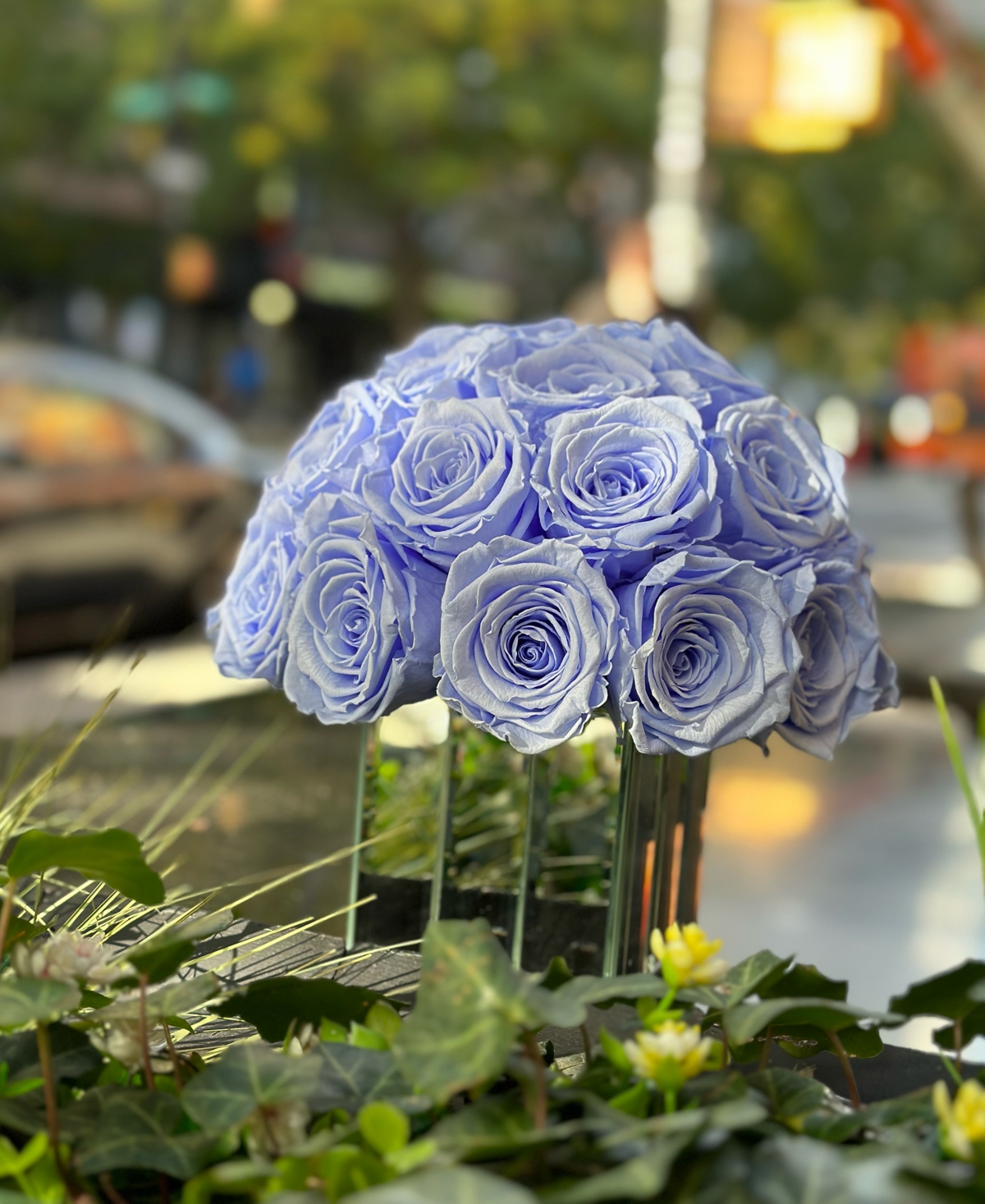 Rose Box Nyc Half Ball of Light Blue Long Lasting Preserved Real Roses in Mini Modern Vase, 25-27 Roses