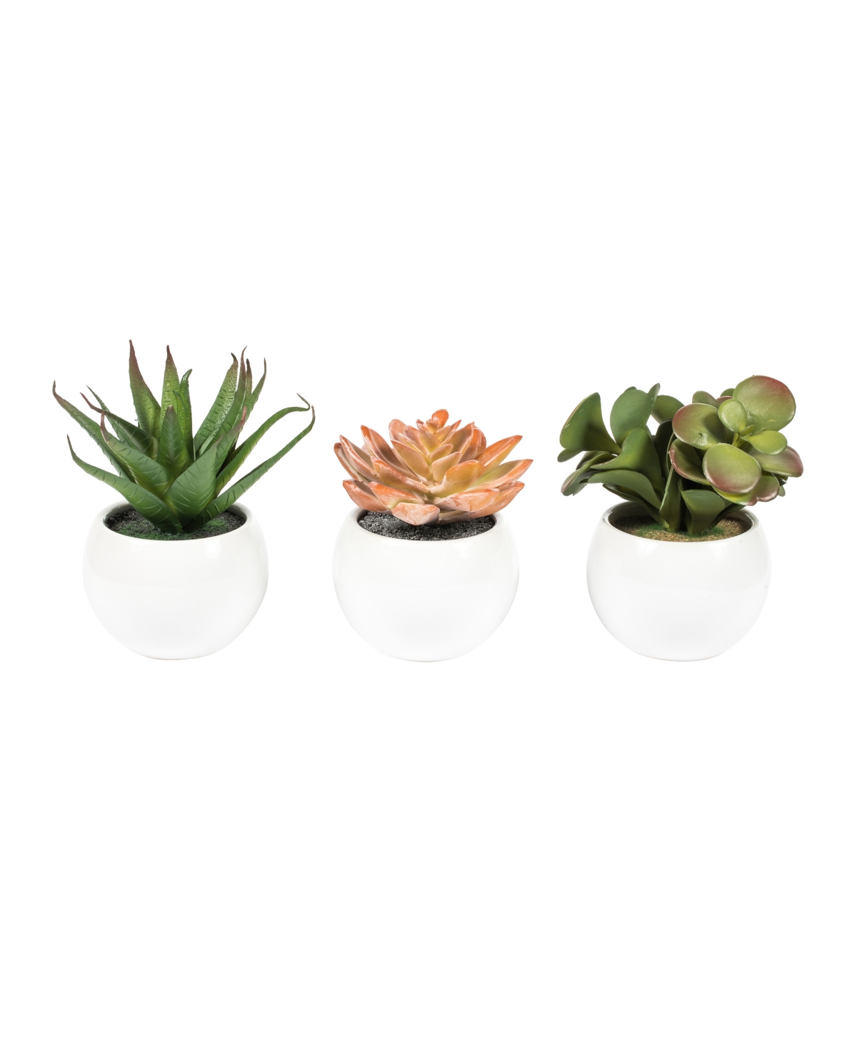 Vickerman 5" Artificial Assorted Potted Succulents. In Multi