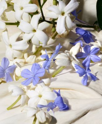 Dolce Blue Jasmine Eau de Parfum, 2.5 oz.