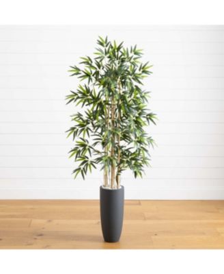 Cane Tree in Cylinder Planter – Sleek Indoor/Outdoor Plant for Modern Decor