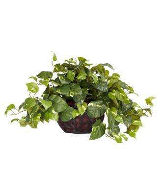 Indoor Pothos Plant with Stylish Decorative Planter for Home Decor