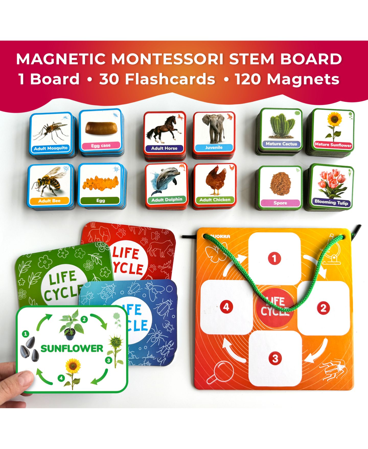 Детские игрушки Quokka Lifecycle Magnetic Kit Life Cycle Science Kit, Ages 3+ — фото 3