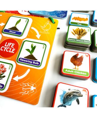 Life Cycle Kit Toy Montessori - Flash Cards Science Activities