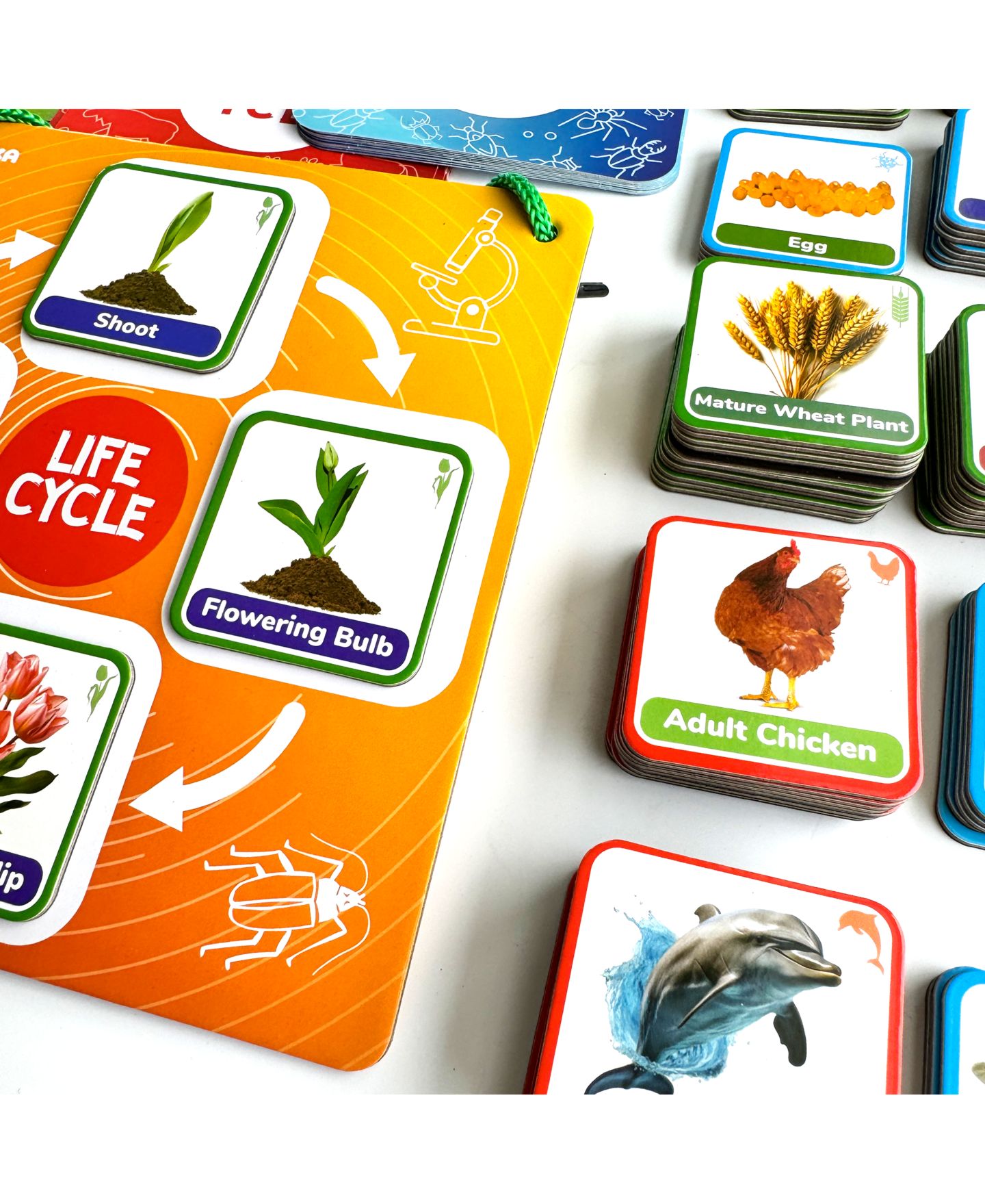 Детские игрушки Quokka Lifecycle Magnetic Kit Life Cycle Science Kit, Ages 3+ — фото 7