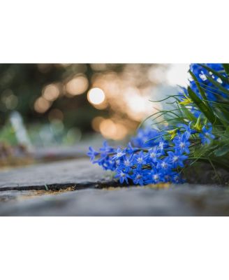 NIKKOR Z MC 50mm f/2.8 Lens