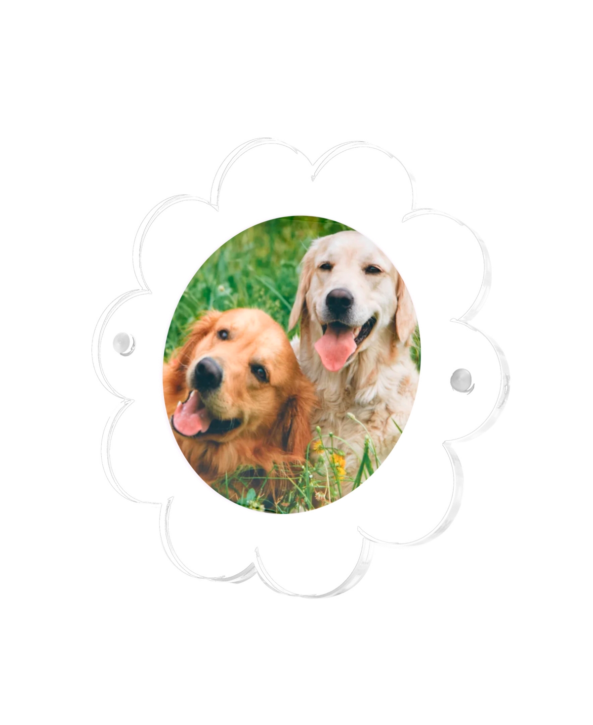Tara Wilson Designs Daisy Frame, 4" X 4"