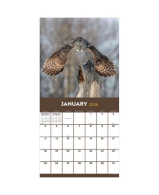 2026 Owls Wall Calendar