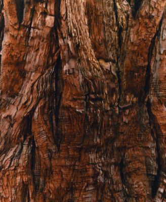 Woods Candle, 8.4 oz.