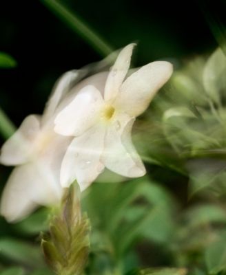 Gelsomino A Freddo Eau De Parfum Spray, 1.7 oz.