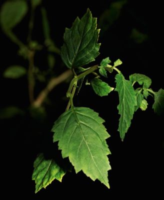 Tuxedo Le Vestiaire Eau De Parfum, 1.1 oz.