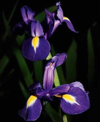 Trench Le Vestiaire Parfum, 1.1 oz.