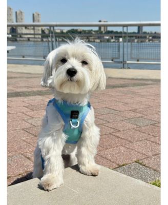 SoHo Dog Harness