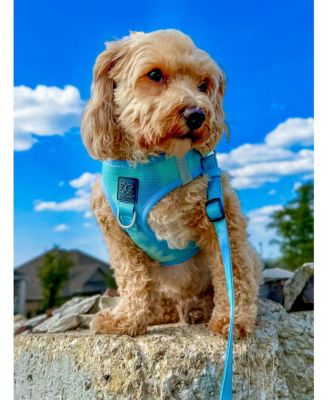 3-in-1 City Dog Leash