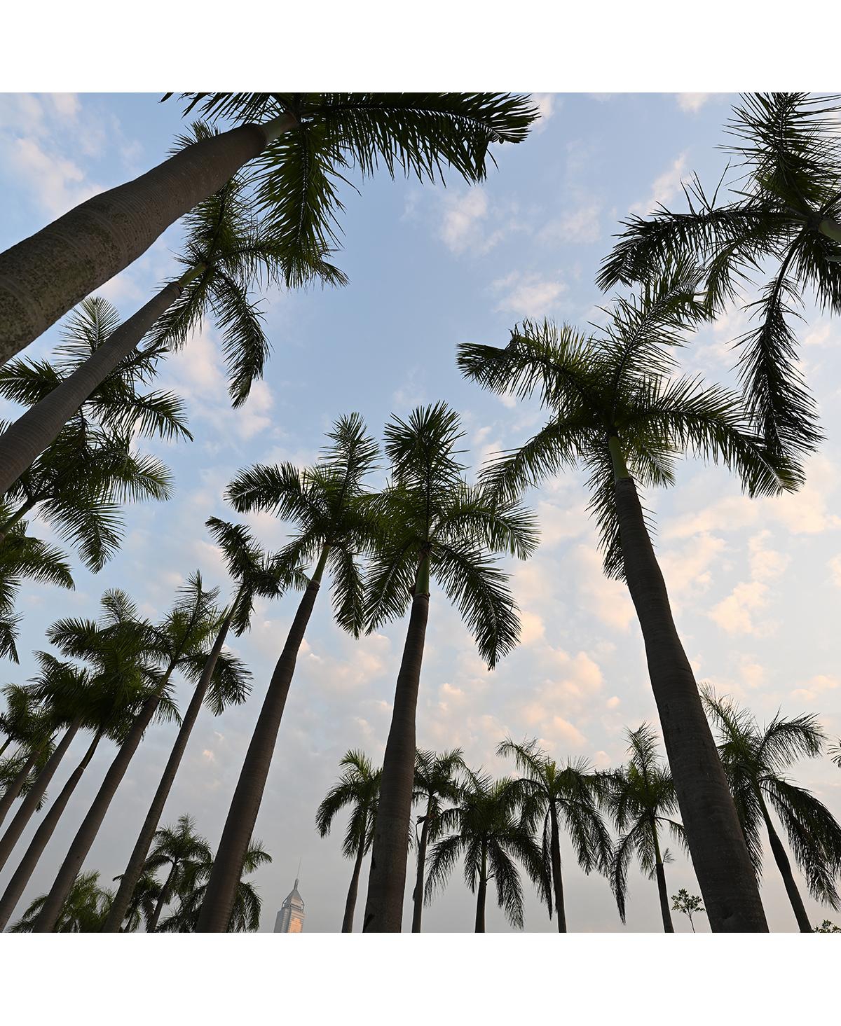 Tamron 16-30mm f/2.8 Di Iii Vxd G2 Lens for Nikon Z