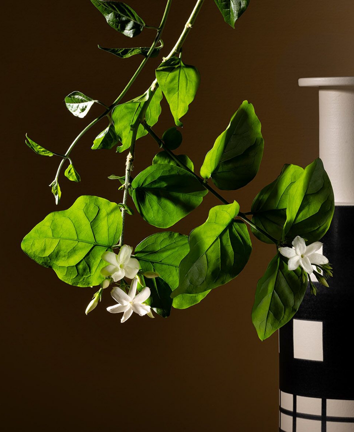 Acqua Di Parma Gelsomino A Freddo Ambrosia Extrait De Parfum 1.7 Oz. In Transparent