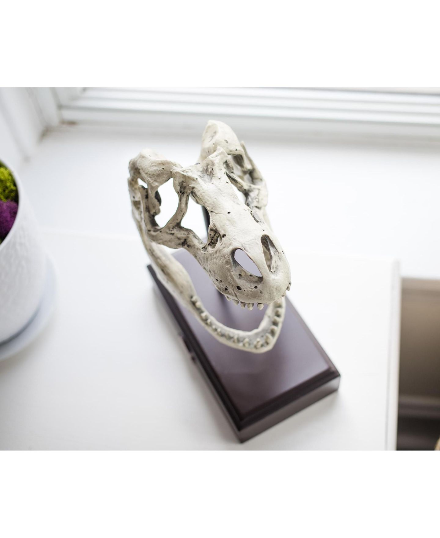 Детские фигурки Surreal Entertainment Jurassic World Tyrannosaurus Rex 9" Skull Replica, цвет: Коричневый — фото 4