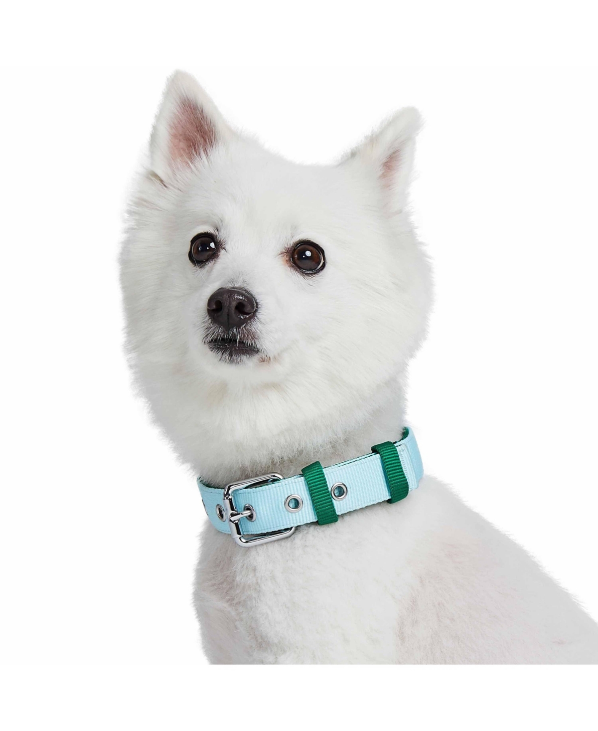 Blueberry Pet Color-Block with Metal Buckle Dog Collar Sky Blue and Dark Green Neck 13"-16.5" Medium