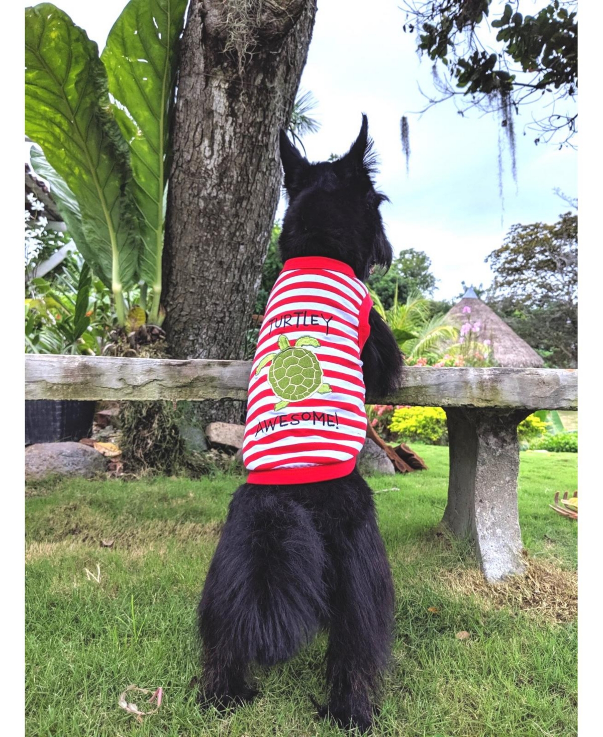 Parisian Pet Turtley Awesome