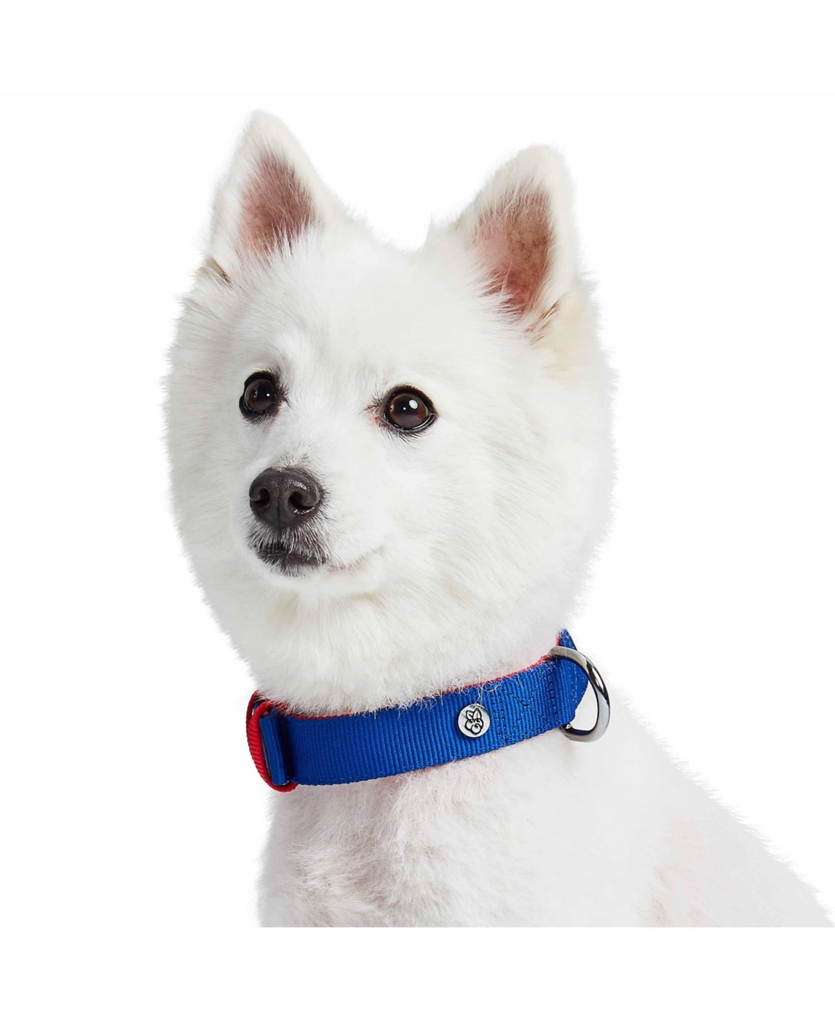 Blueberry Pet Color-Block with Metal Buckle Dog Collar