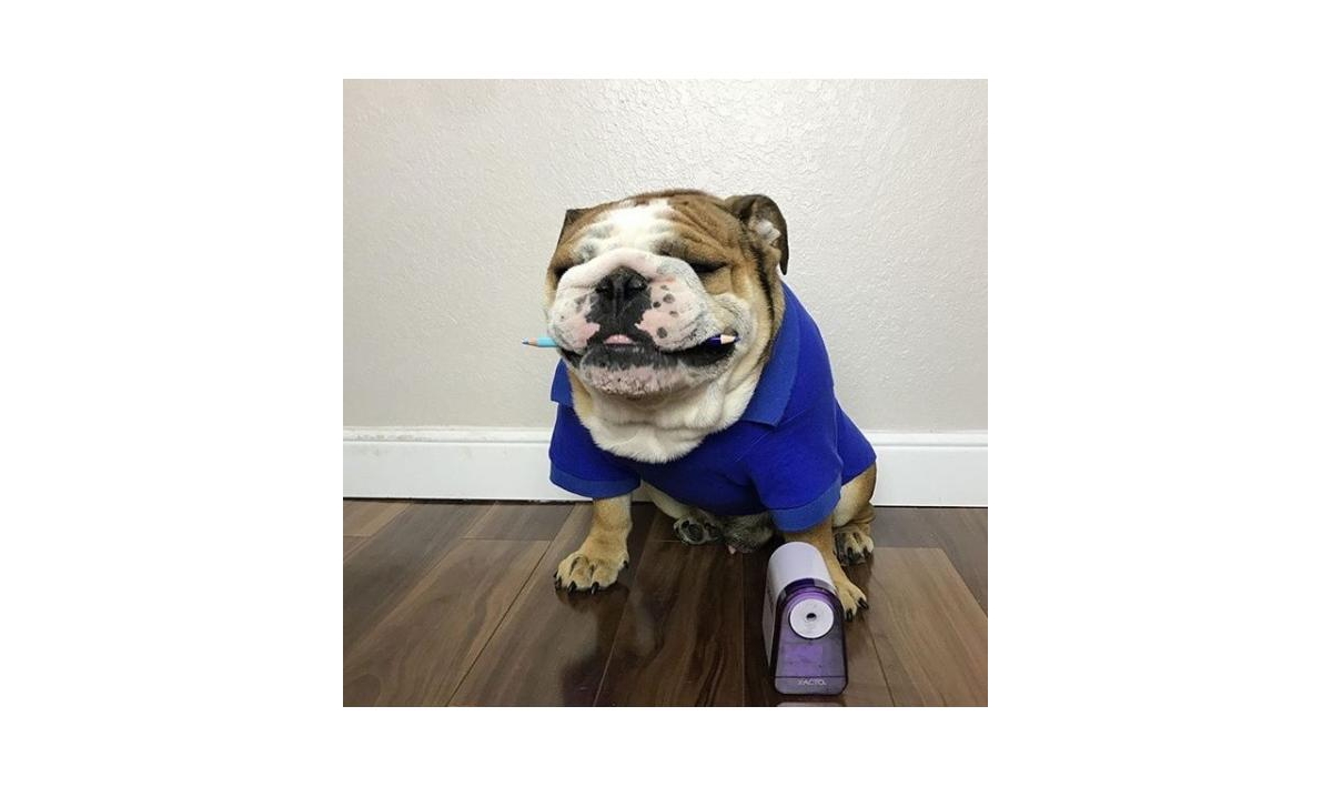 Parisian Pet Polo Blue