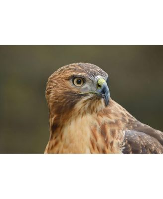 EOS R6 Mark III Mirrorless Camera with RF 24-105mm f/4 L IS USM Lens