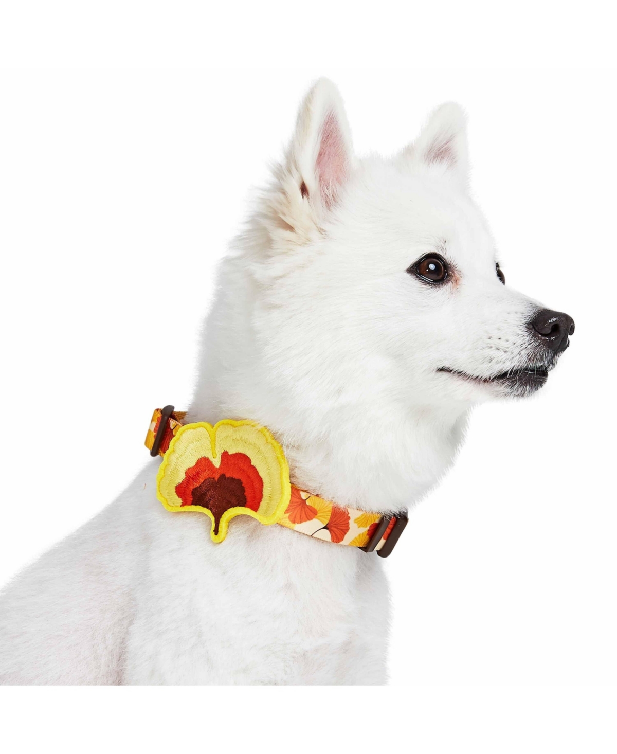 Blueberry Pet Fall Thanksgiving Dog Collar with Detachable Decor