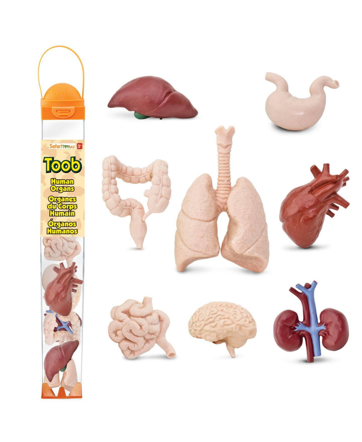 Детские игрушки Safari Ltd. The Human Organs Toob — фото 1