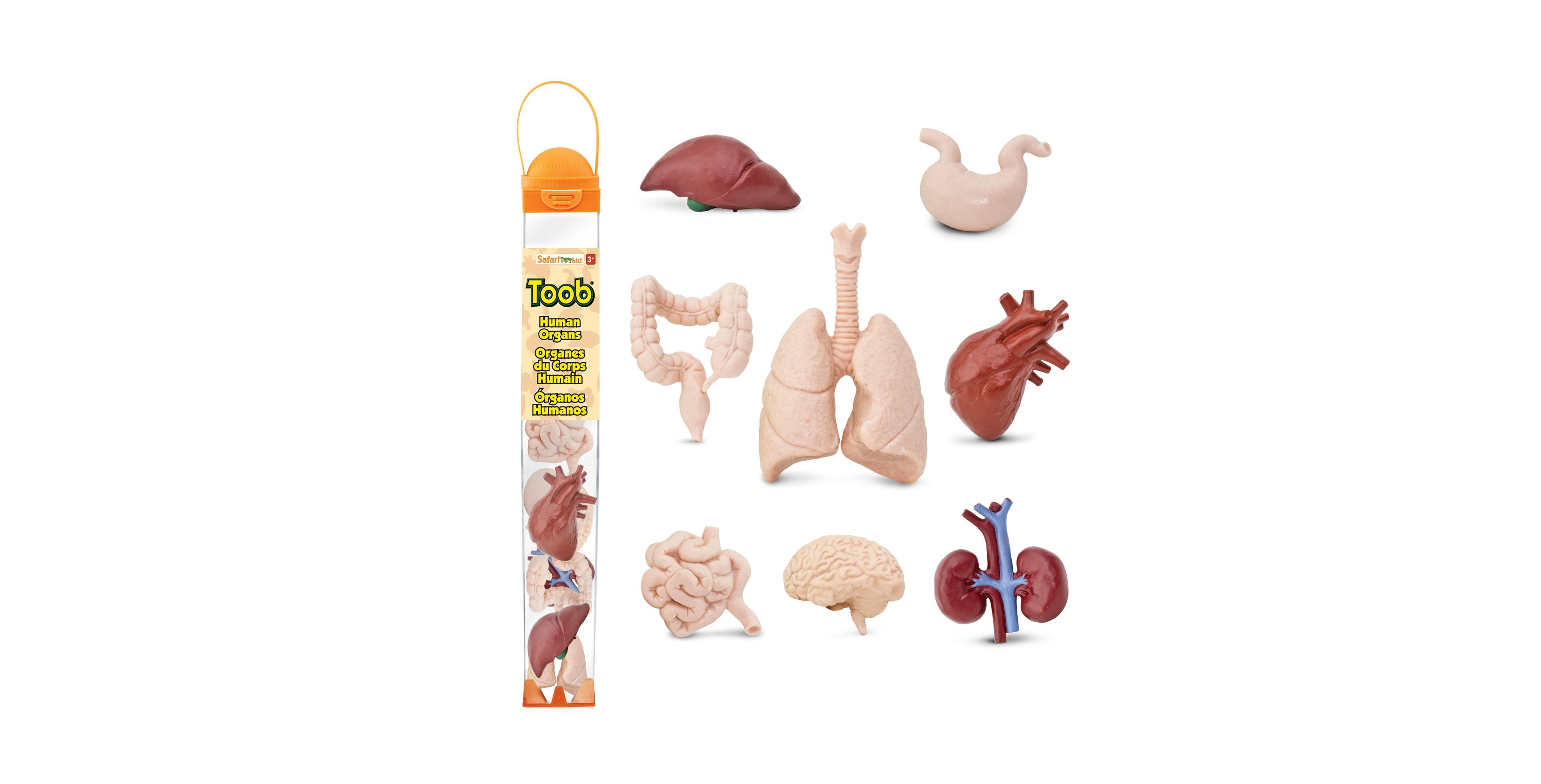 Safari Ltd.- The Human Organs Toob