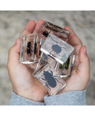 Bug's World - Collection of 10 Real Insects