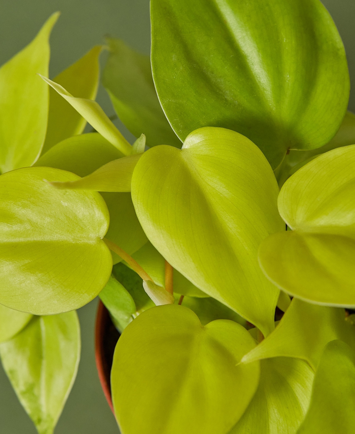 Philodendron 'Neon' Live Plant, 4" Pot
