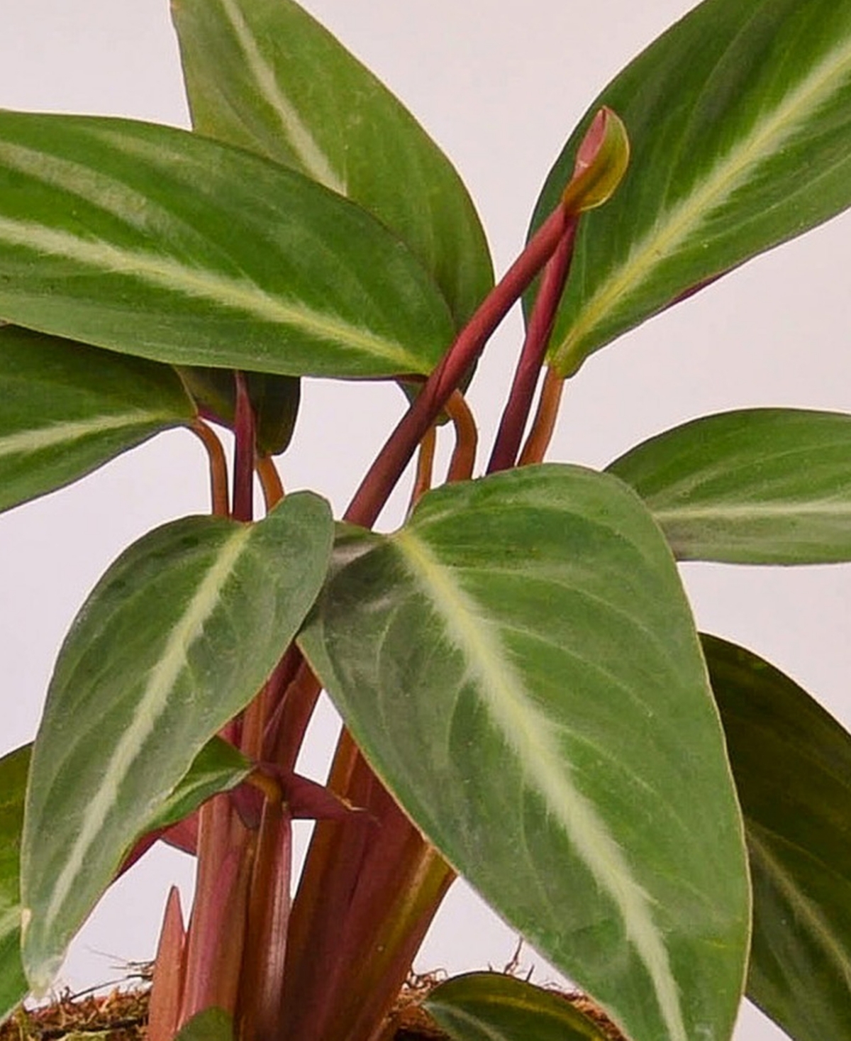 Stromanthe Sanguinea Live Plant, 4" Pot