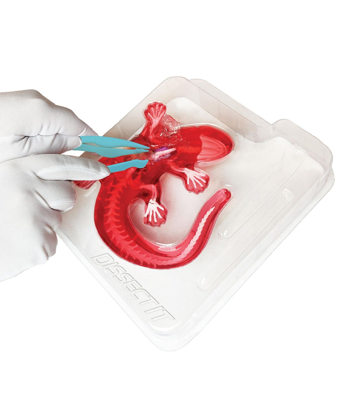 Детская игрушка Dissect-It Salamander Anatomy Lab Toy, Ages 6+ — фото 8