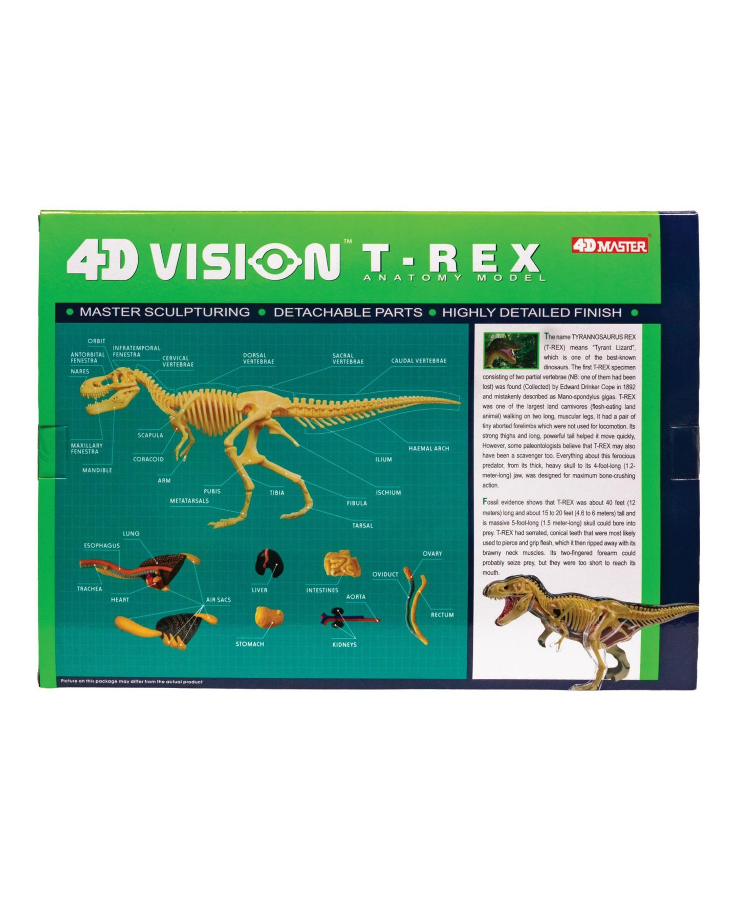 Детские игрушки University Games 4D Vision T-Rex Anatomy Model, 36-Piece Science Kit, от 8 лет, цвет: Серый — фото 4